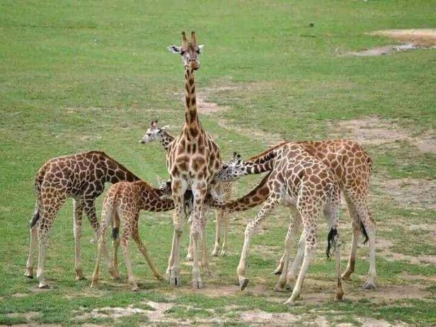 6 Days Serengeti National Park Safari