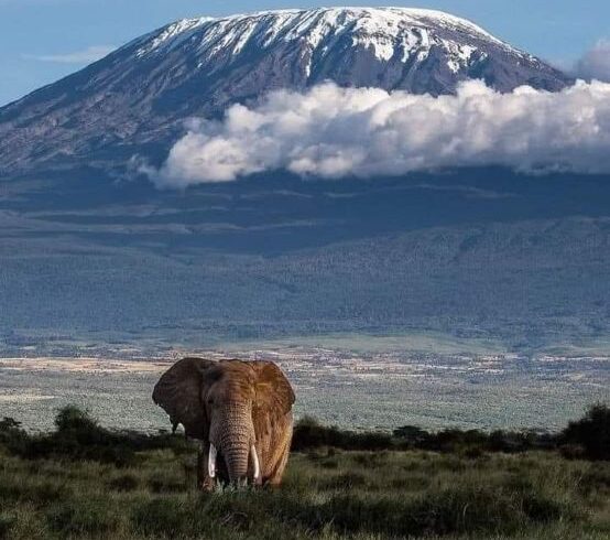 Affordable Tanzania Safaris