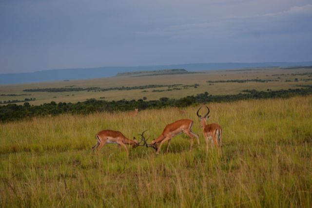 Amboseli National Park Day Trip