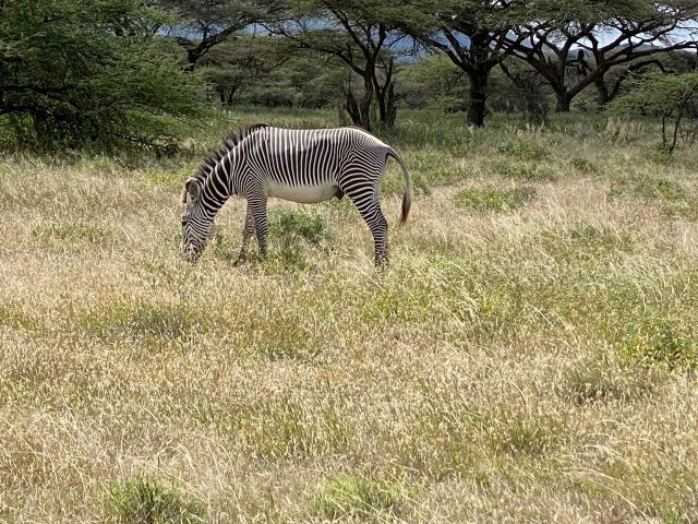 Best Time to Visit Kenya Safari Tour
