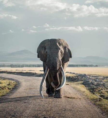 Guided Tanzania Safari Tours 2025 -2027