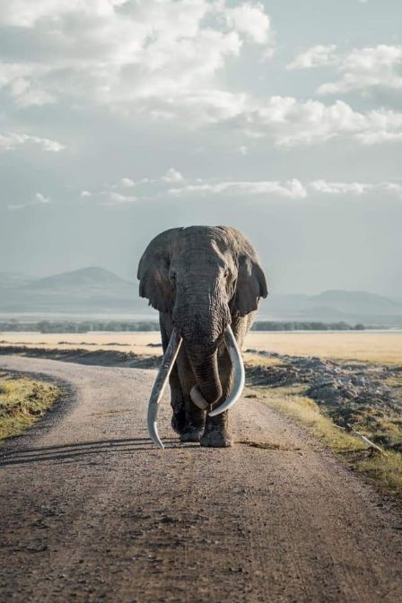 Guided Tanzania Safari Tours 2025 2027