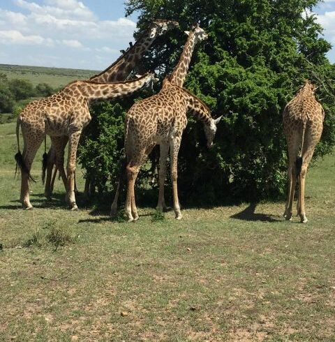 How to Plan the Perfect Tanzania Family Safari Tour