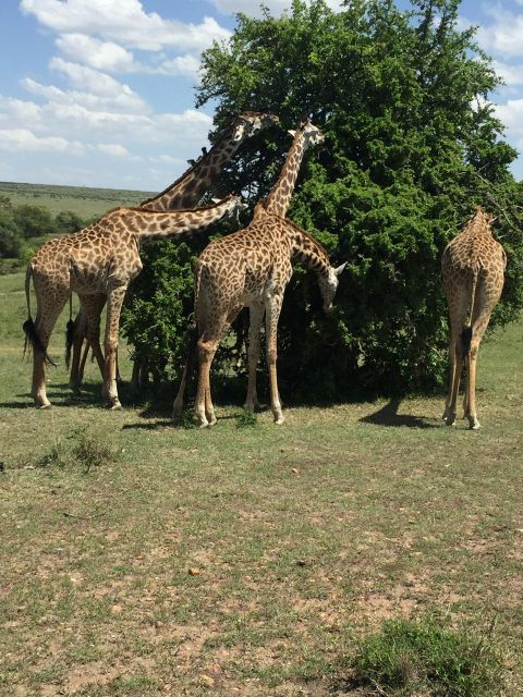 How to Plan the Perfect Tanzania Family Safari Tour
