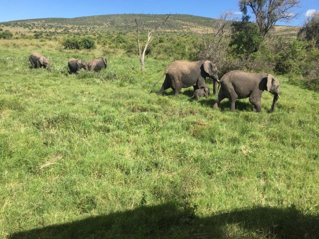 Kenya Camping Safari Tours