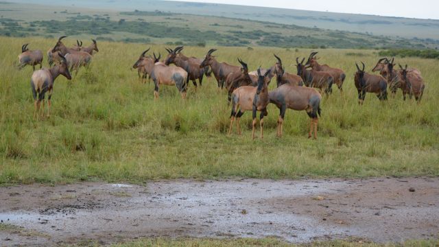 Kenya Luxury Safari Tour