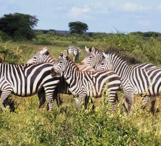 Kenya Safari Packages 2025 2025