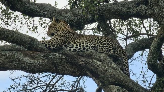 Kenya Safari Tours 202520262027