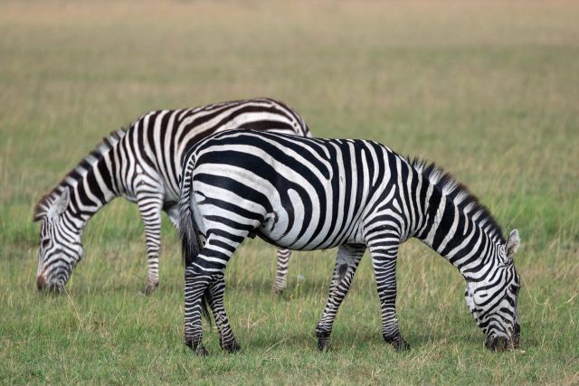 Lake Manyara National Park day tour