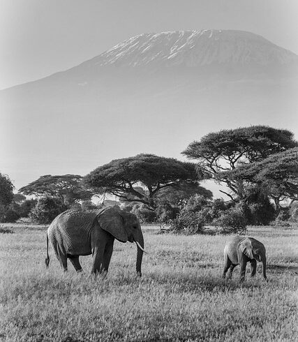 Mount Kilimanjaro Trekking Tours 2025–2027