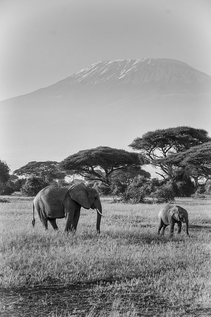 Mount Kilimanjaro Trekking Tours 20252027
