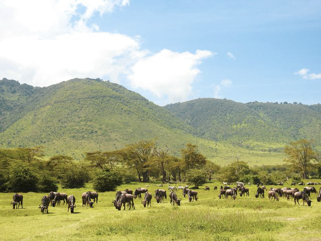 Ndutu Calving Safari African Paradise SafarisAfrican Safari Tour Holidays Wildebeest herd with young calves on the Ndutu plains