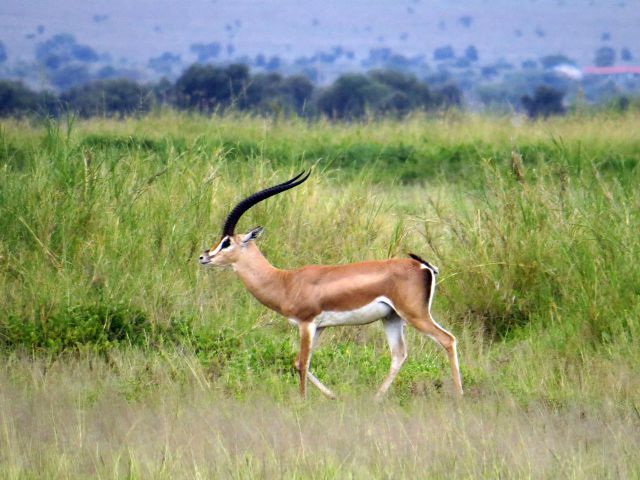 Our Top 3 Tanzania Wildlife Calving Safari Tour