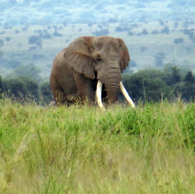 Our Top 5 Tanzania Wildlife Migration Safari Tours