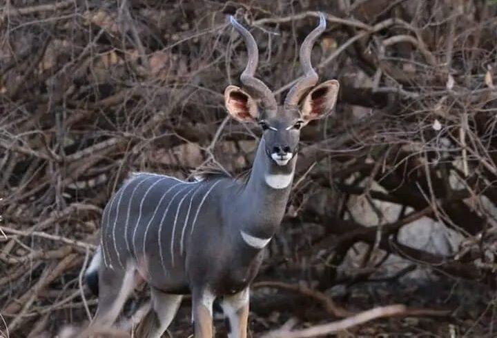 Serengeti Safaris 20252027