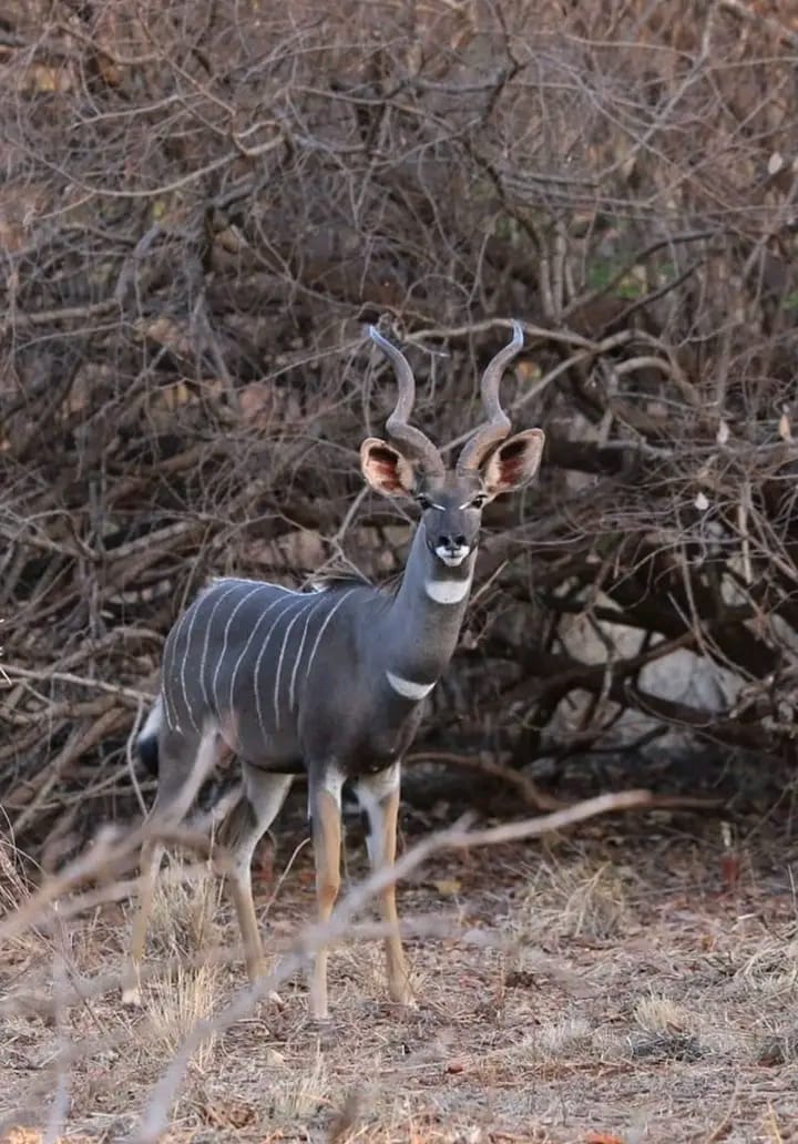 Serengeti Safaris 20252027