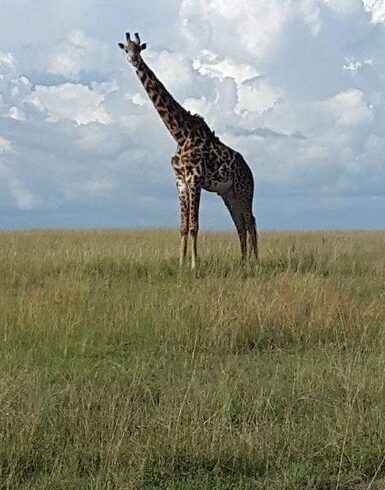 Tanzania Budget Safaris 2025–2027
