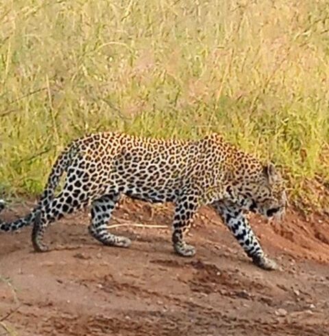 Tanzania Camping Safaris 2025–2027