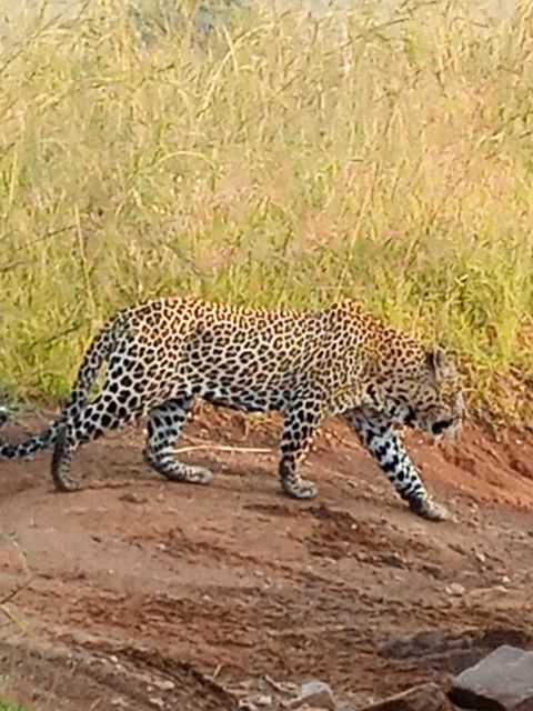 Tanzania Camping Safaris 20252027