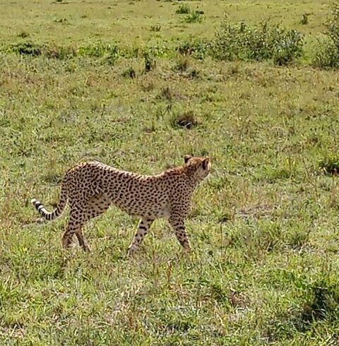 Tanzania Family Safari Tours