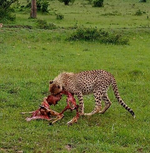 Tanzania Group Safari Tours 2025 -2027