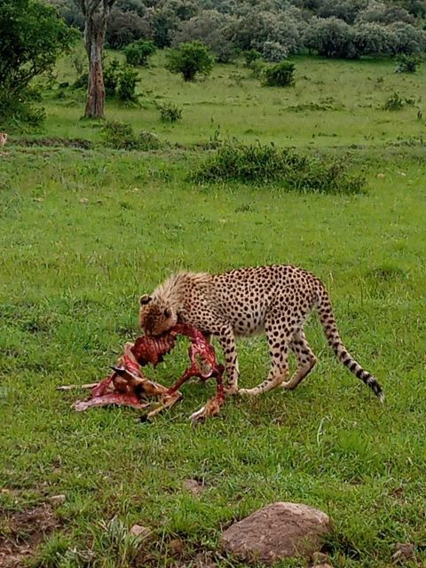 Tanzania Group Safari Tours 2025 2027