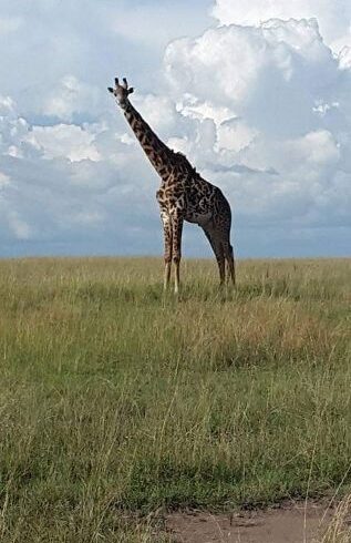 Tanzania Lodge Safaris 2025–2027