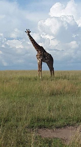 Tanzania Lodge Safaris 20252027