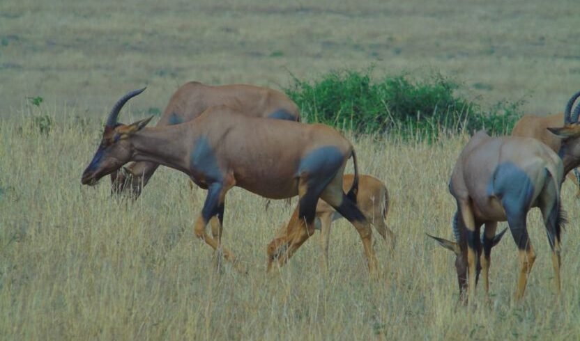 Tanzania Travel Guide 20252027