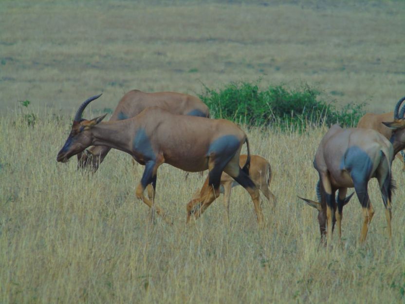 Tanzania Travel Guide 20252027