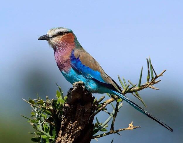 Top 10 Best Safaris in Tanzania