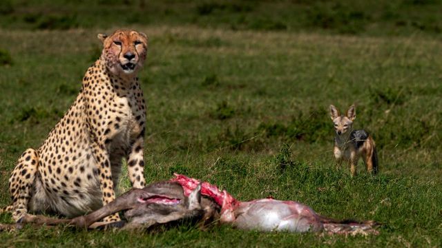 Top 7 Advice Tips for Africa Safari Tour 2025-2027