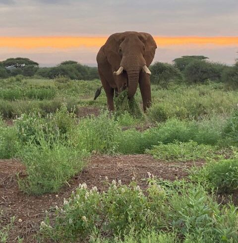 Ultimate Guide to Kenya Family Friendly Safaris