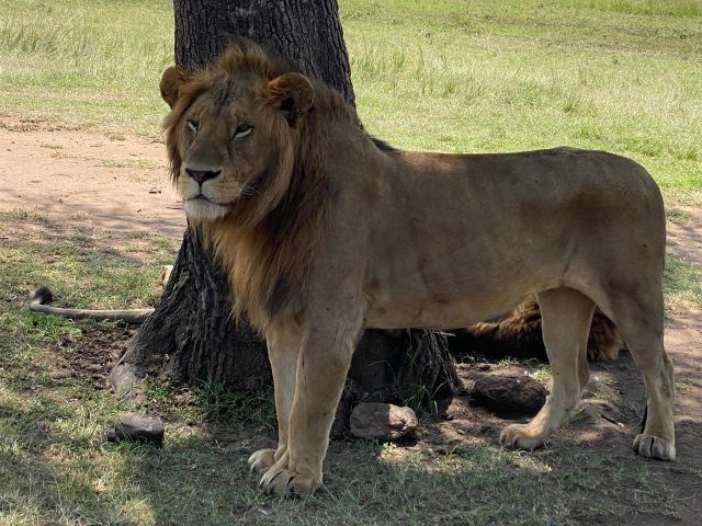 Ultimate Guide to Kenya Migration Safari Tour