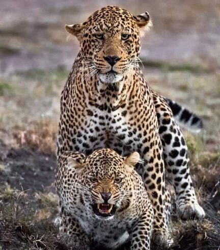 Witness the Great Migration on Tanzania Safaris