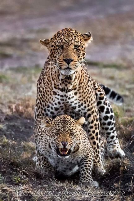 Witness the Great Migration on Tanzania Safaris