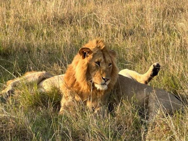 serengeti-safari-tours-2025-2026