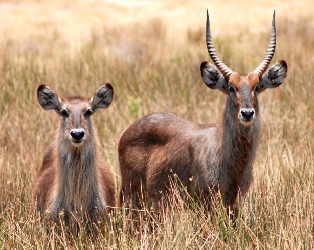 to Do on Tanzania Safari Packages 2025–2027