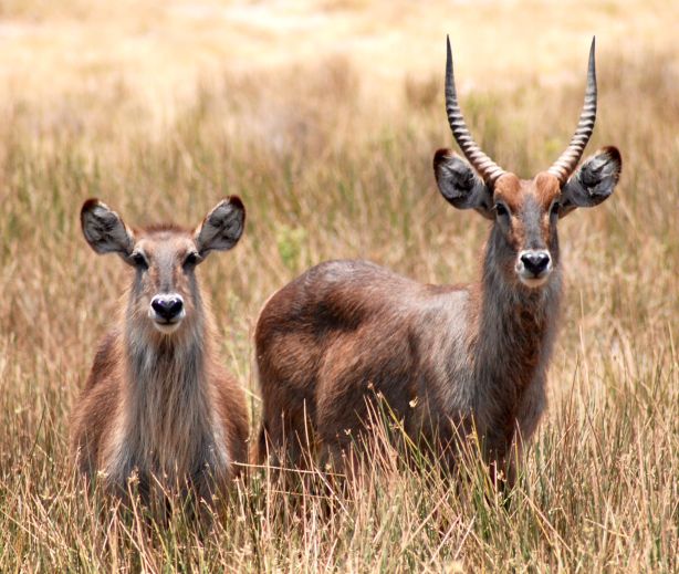 to Do on Tanzania Safari Packages 20252027
