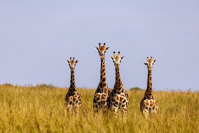 3-Day Murchison Falls National Park Tour