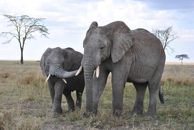 4-Day Northern Serengeti Migration Safari