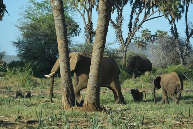 4 Days Amboseli Tsavo East Safari Tour from Nairobi