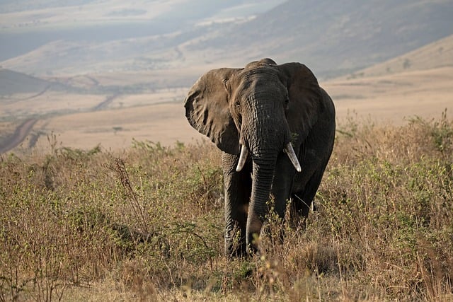 7 Days Uganda Family Safari Tour