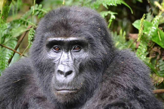 7 Days Uganda Gorilla Chimpanzee Safari Tour