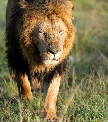 Affordable Uganda Safari Packages