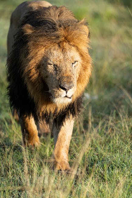 Affordable Uganda Safari Packages