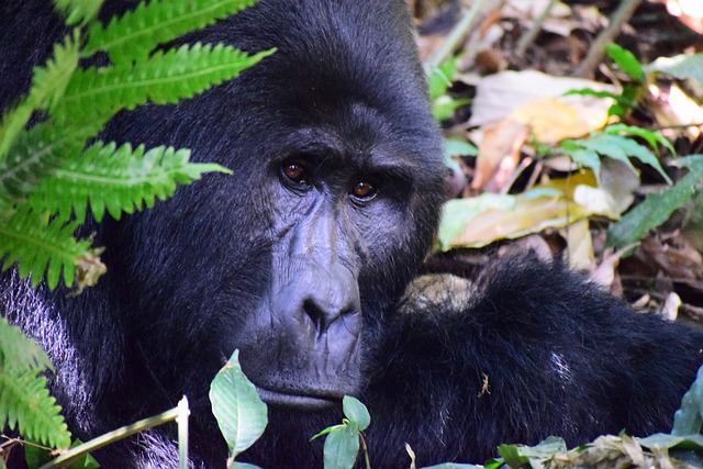 Best Time to Visit Uganda for Gorilla Trekking 2025 - 2027
