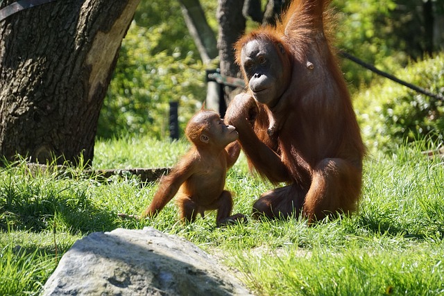 How to Plan for a Gorilla Chimpanzee Trekking Tour