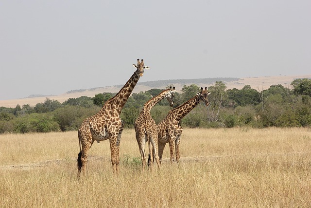 Kenya Popular Safari Destinations