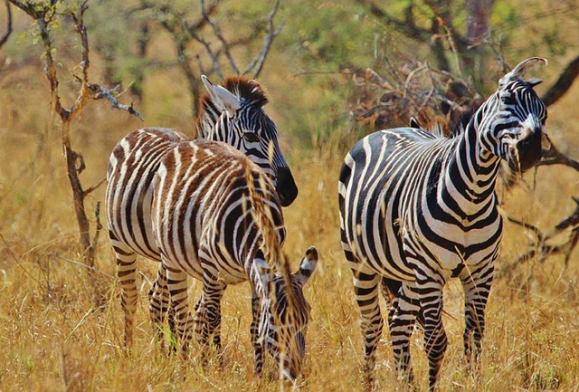 Tanzania Popular Safari Destinations